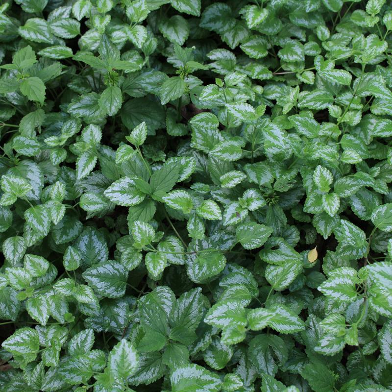 A thick, leafy ground cover with green to white leaves