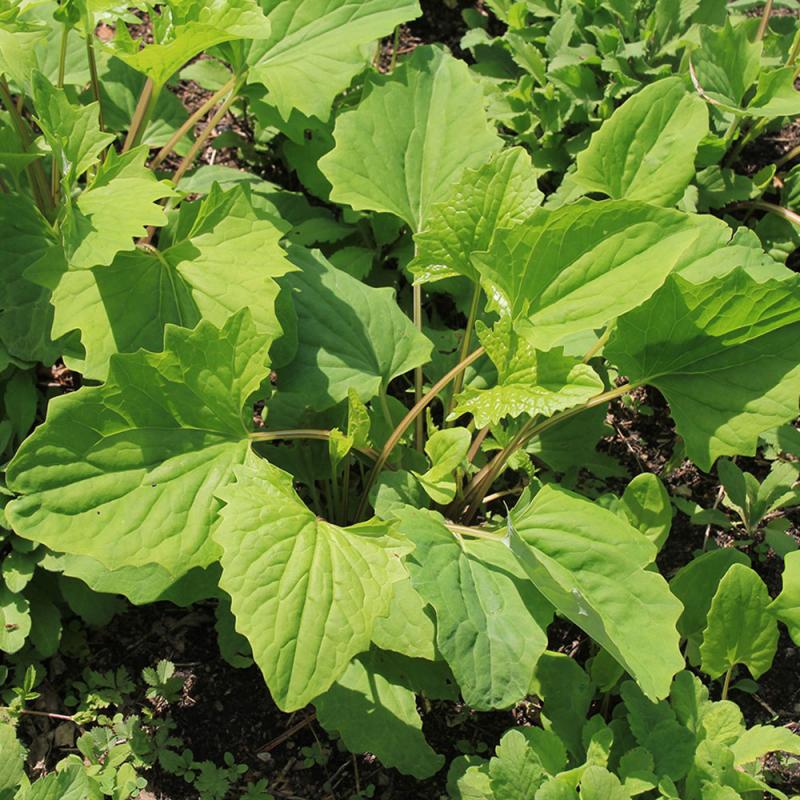 a large, leafy plant with broad leaves