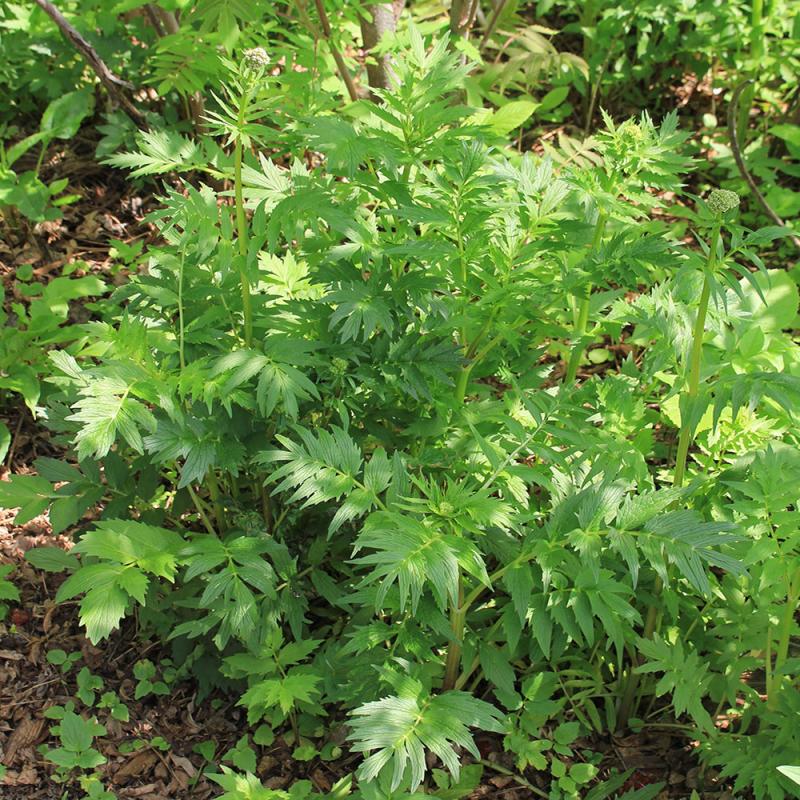a rubust, leafy plant  growing in a garden bed