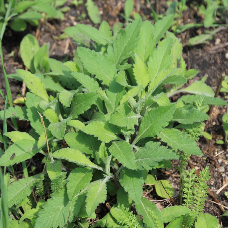 a leafy weed growing in a small garden bed