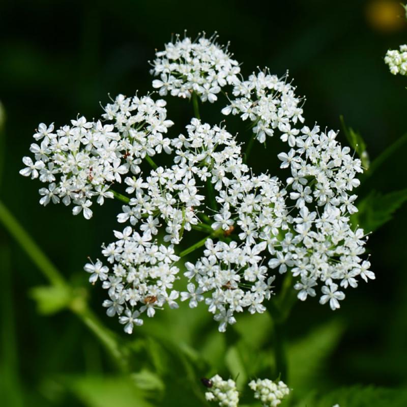 a green plant with tall, green stems and delicate white flowers