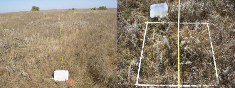 healthy, well-covered rangeland with appropriate ground cover