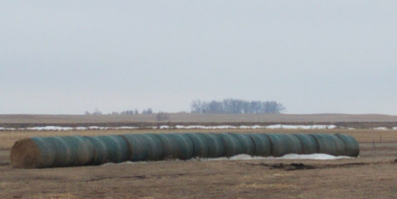 hay bales lined up in a spring field