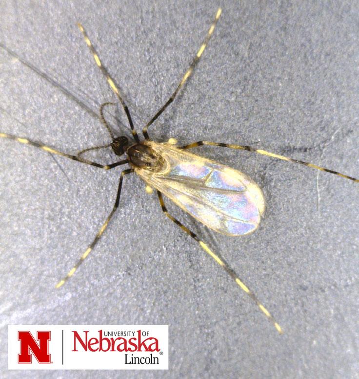Small fly on a grey background with long, thin legs that have an alternating light and dark pattern.