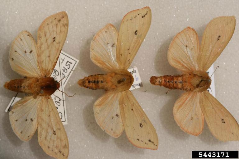 Light white to beige colored wings on medium sized moth. Moth has a cream to orange colored body with medium length antennae. The wings have black spots present on them.