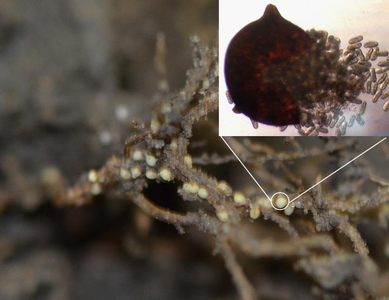 Brown roots with white spots on them. The white spots are SCN cysts that contain eggs. Smaller image shows a broken cyst with eggs coming out of it.