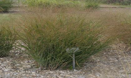 a thicket of tall, green to brown grass planted in a garden