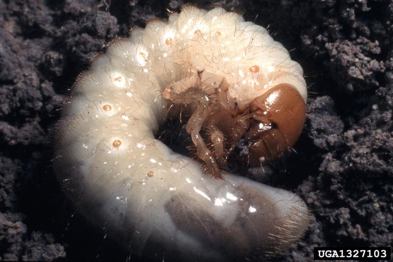 White grub with a C-shaped, white to cream-colored body, tan to brown head, 3 pairs of legs, and transparent abdomen.