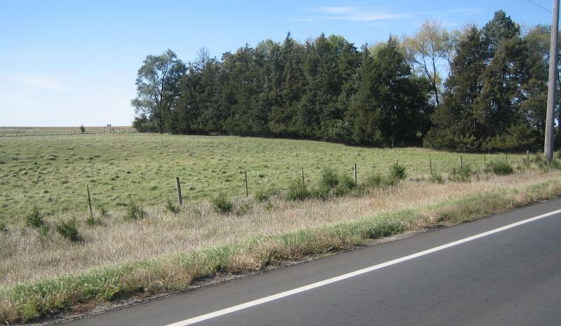 Several young eastern red cedar trees growing along a fenceline
