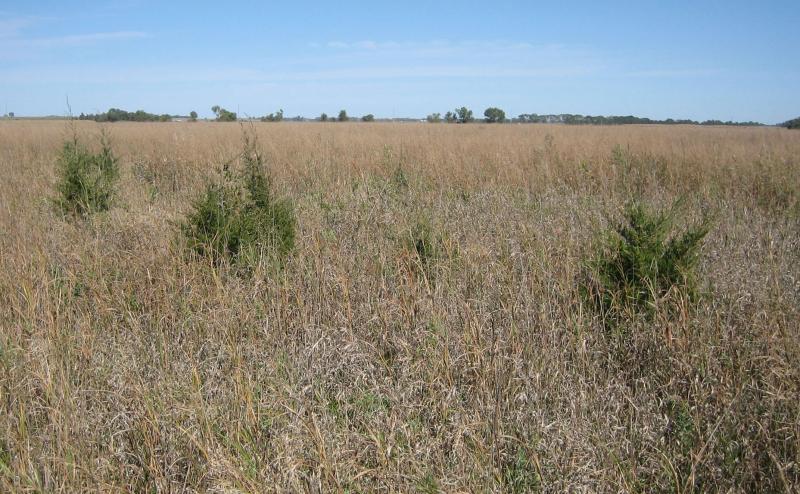 several small eastern red cedar trees growing in rangeland