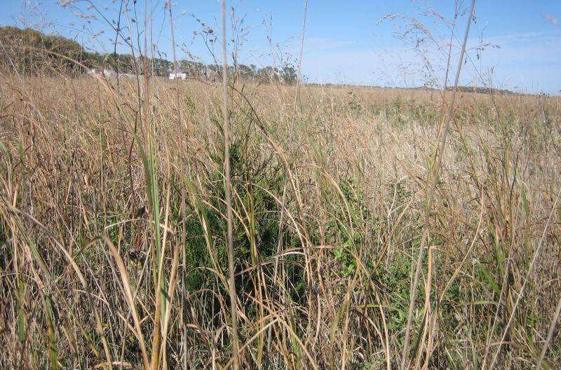 a young eastern red cedar growing in rangeland