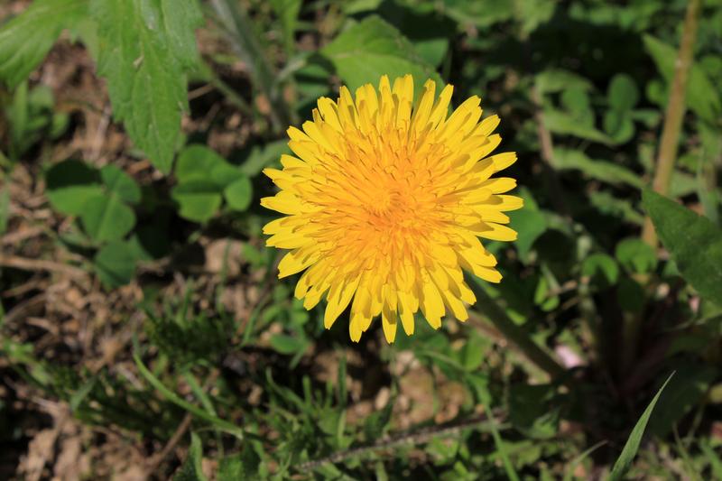 a yellow dandelion flower growing in a garden