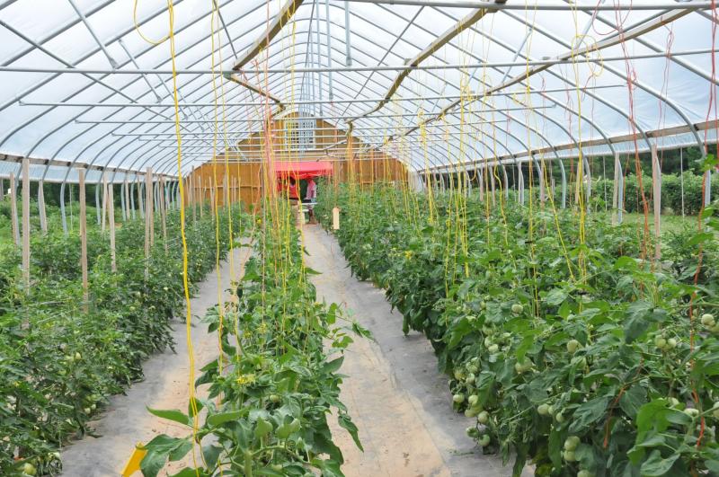 Tomatoes growing in a high tunnel. Courtesy: USDA