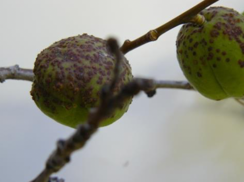 apricot fruit with brown lesions and a deep purple band