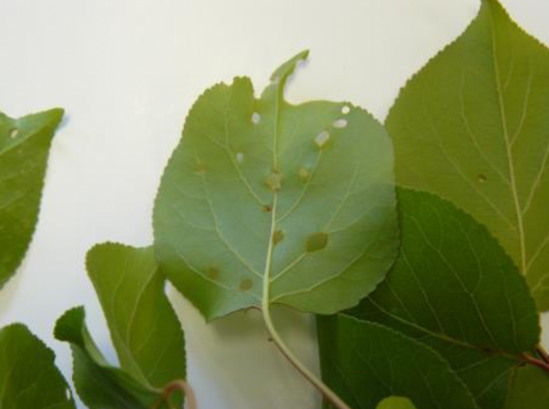 apricto leaves with several small holes throughout