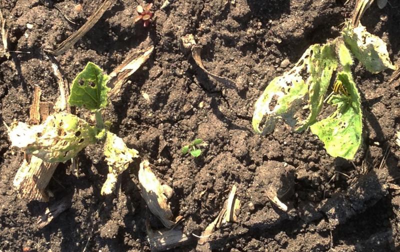 garden plants with several large holes in thier leaves.