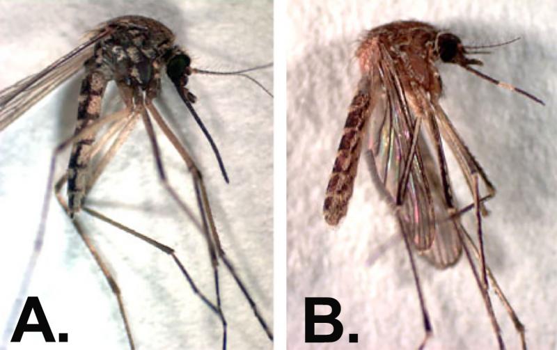 Two mosquitoe samples side-by-side. The one on the left is labeled "A". The right one is labeled "B".