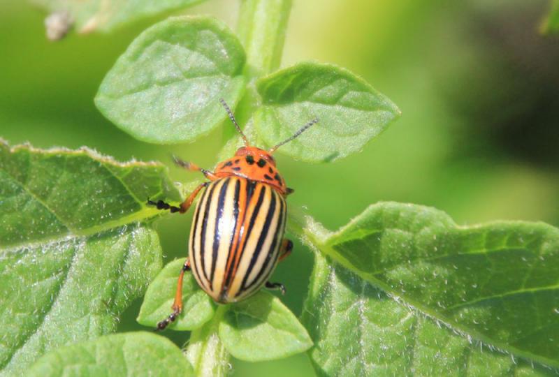 What’s Bugging Your Garden? Colorado Potato Beetles
