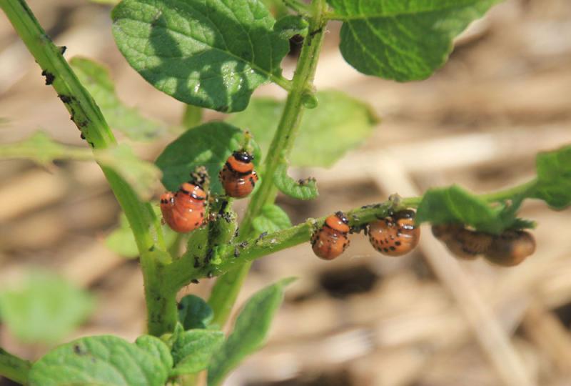 several yellow-orange beetles feeding on the underside of a plant.