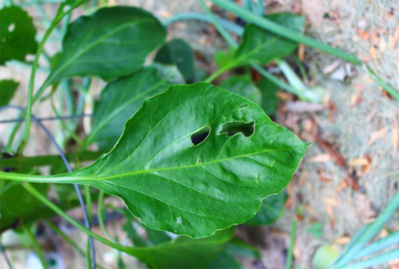 green plant leaf with holes in it
