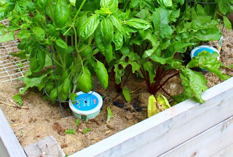 raised bed planter with two earwig bait traps placed in the soil