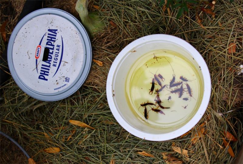 plastic container with lid removed. several earwigs are floating in the oil inside.