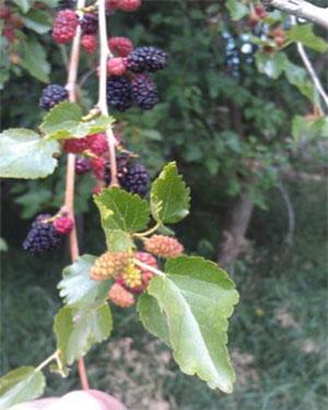 fruiting mulberry tree branch
