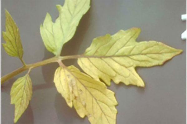 tomato plant leaf with noticable yellowing throughout
