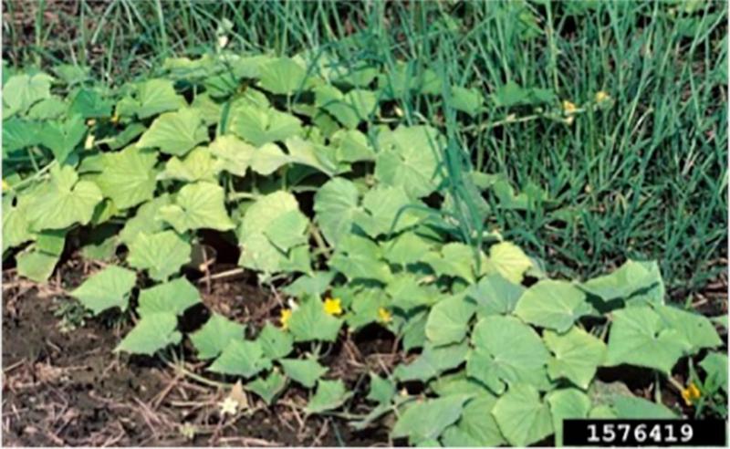 cucumber leaves in garden with yellowing throughout