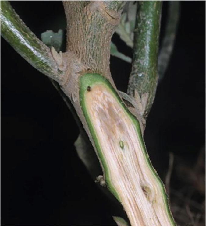 green plant stem with noticable browning and wilting