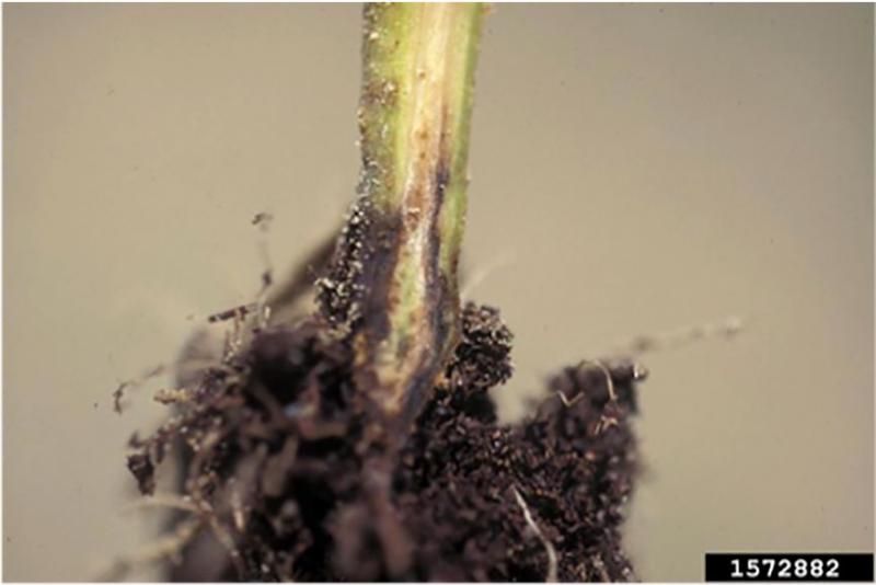 plant stem and roots with a mushy, brown rot throughout