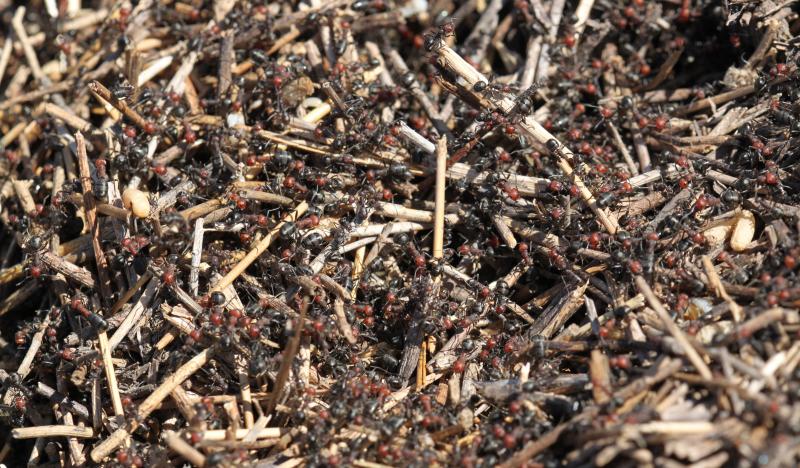 Numerous ants with a red head and thorax and black abdomen crawling through the brown thatch on top of an ant mound.
