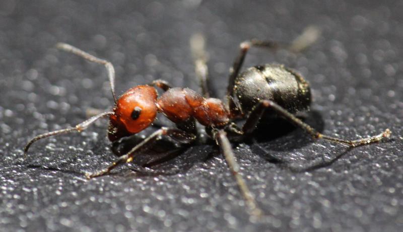 Ant with a red head and thorax and black abdomen on a black background.