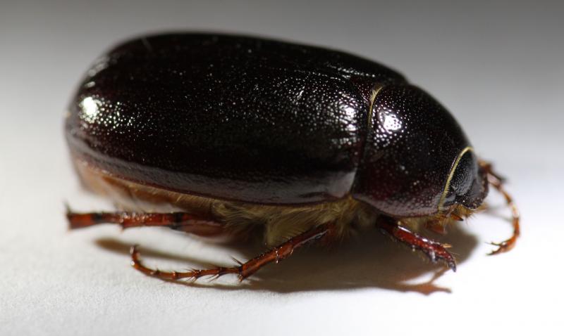 A large, shiny beetle that is dark brown in color.