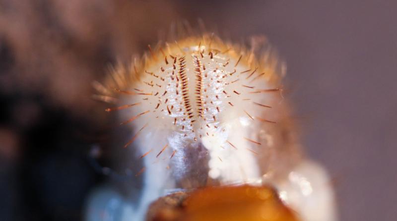 Close-up of the tip of a true white grub’s abdomen, showing a cluster of hairs in a pattern that resembles a zipper.