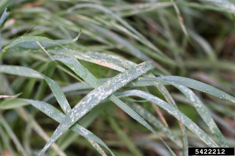 : Green grass with multiple brownish-white spots on the leaves.