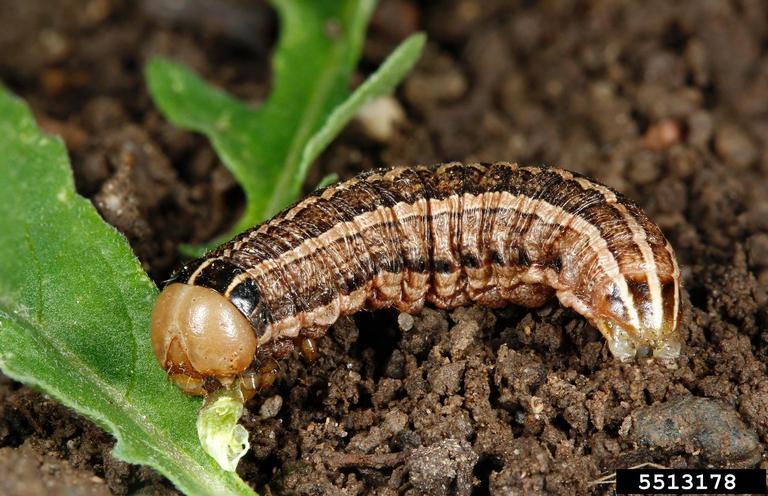 Brown and black caterpillar with tan head.