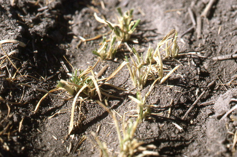 Brown wheat plants that have obvious feeding injury to them due to cutworm caterpillars.