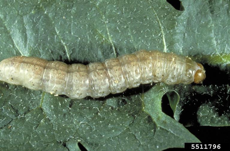 White caterpillar with tan head.
