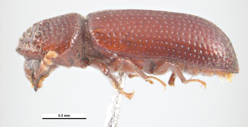 Red brown beetle with head pointing down. Has many dimples in the thorax and abdomen.