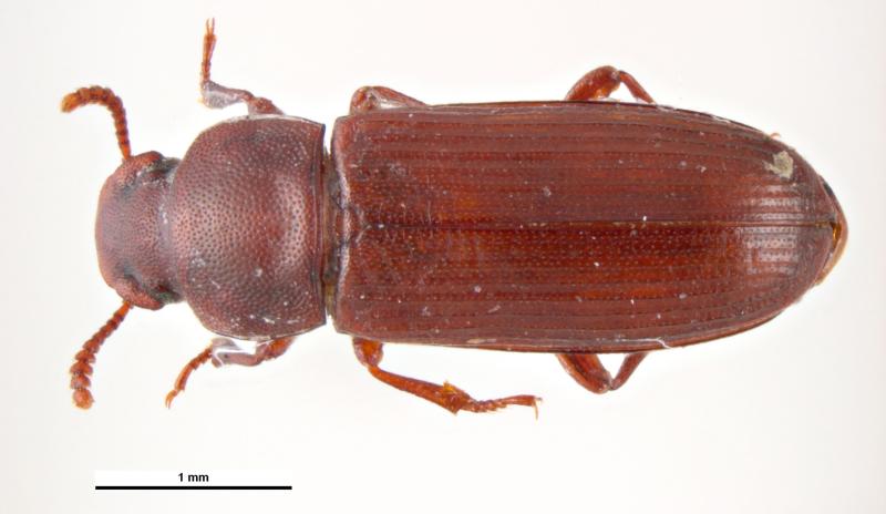 Red beetle.