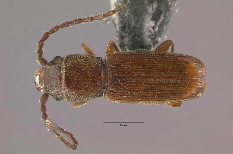 Brown beetle that is flat. Has long segmented antennae.