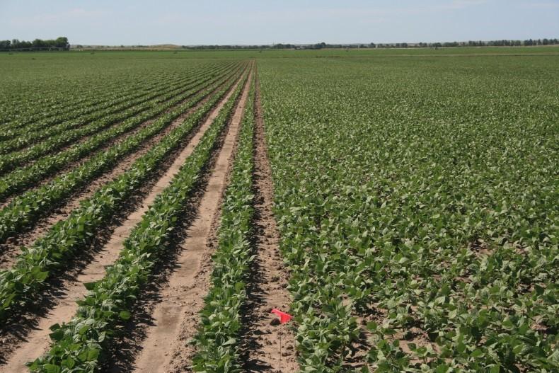 Two side-by-side field plots. The left field has corn planted, and the right has soybeans.