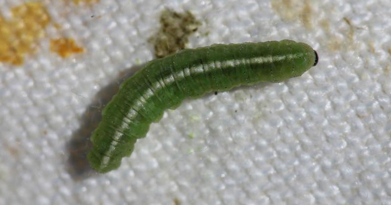 Green beetle larvae with a white stripe running down its body.