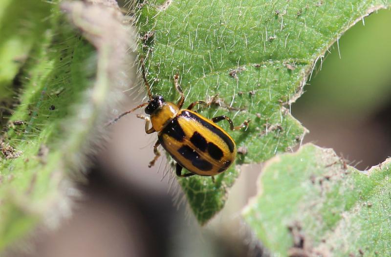 A yellow beetle with a black head, and square black markings on its back standing on a soybean leaf.