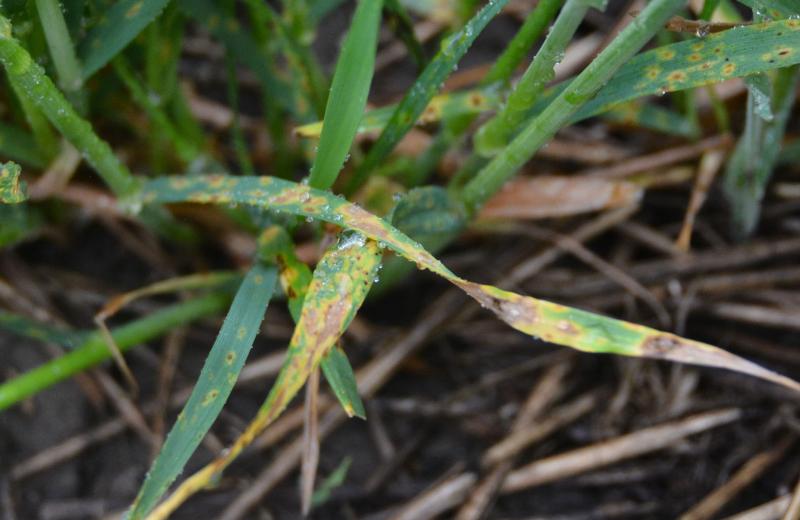 Winter wheat blades with lesions with a dark brown center and yellow margin surrounding the lesion.