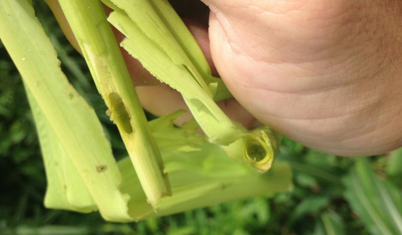 Vegetative stage 4 corn plant with common stalk borer tunneling damage.