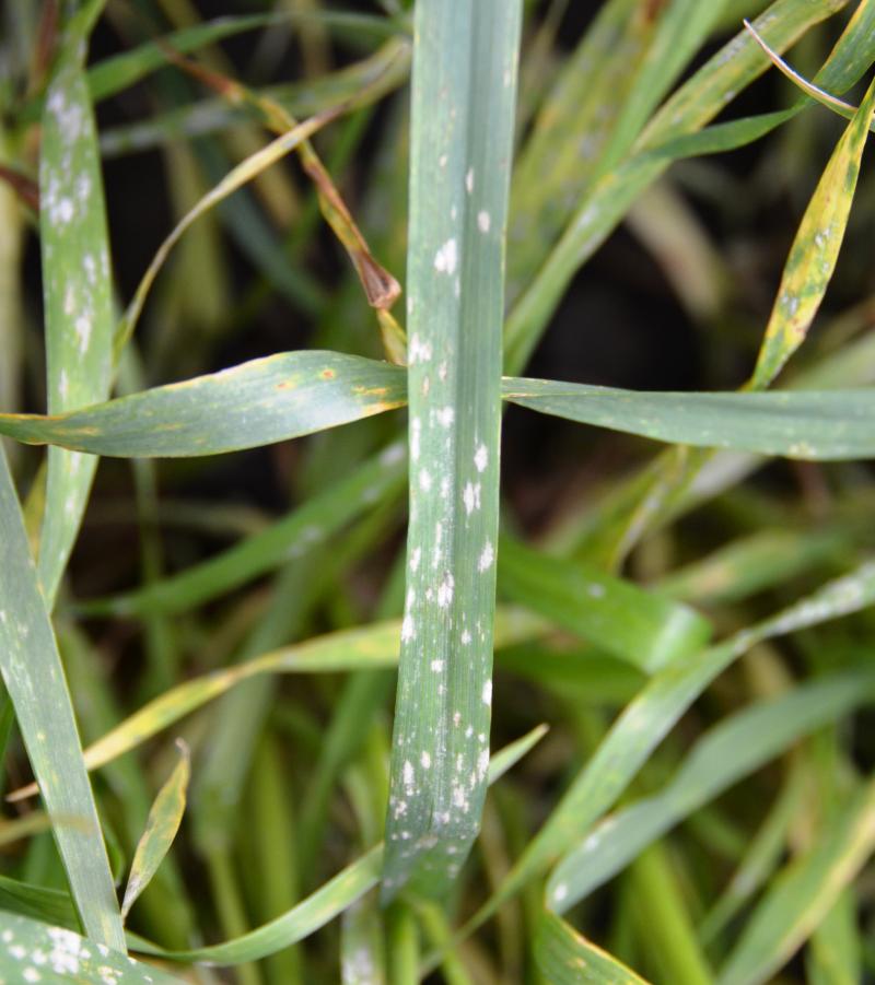 A lower leaf of wheat with white ash-like powder, a sign of powdery mildew.