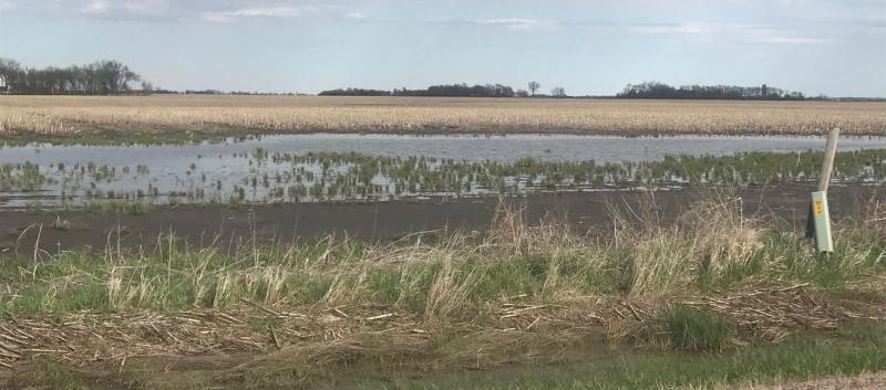 A corn field in South Dakota looking very wet due to flooding from spring rains and melted snow.