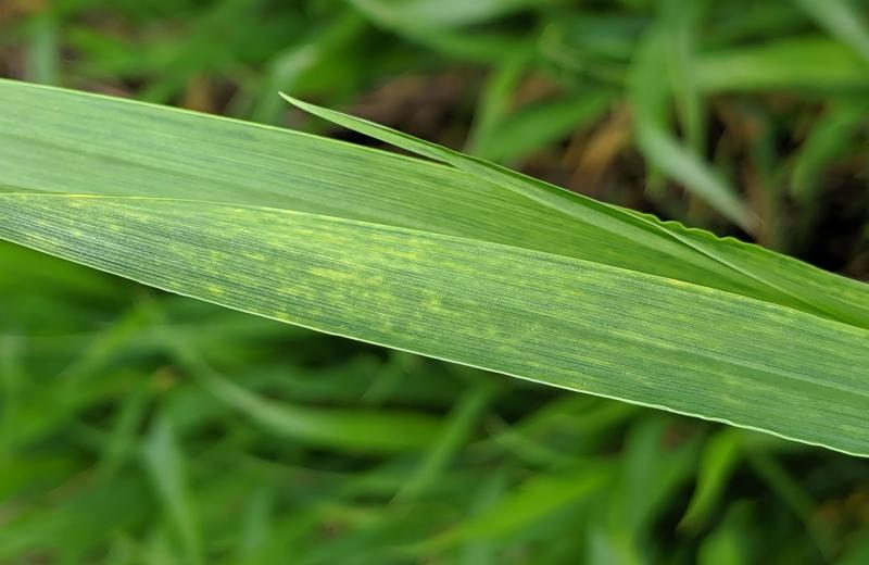 A close-up of two wheat leaves showing light yellow streaks, a symptom of wheat streak mosaic virus.